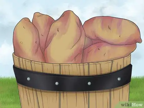 Image titled Grow Sweet Potatoes in Containers Step 1