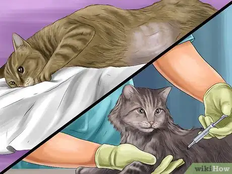 Image titled Find Safe Placement for Your Cat After Foreclosure Step 6