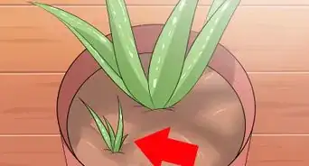 Care for Your Aloe Vera Plant