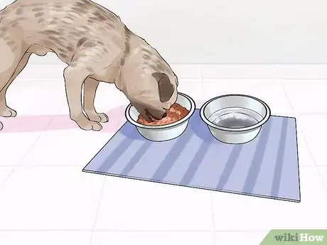 Image titled Manage Arthritis in Senior Dogs Step 6