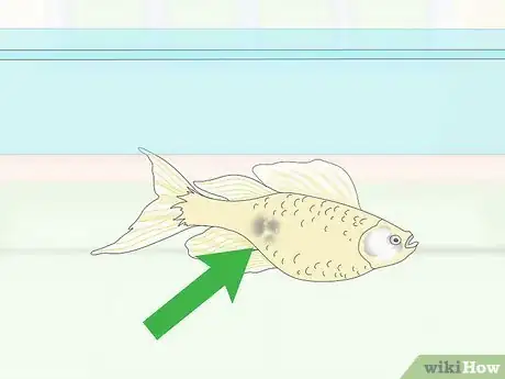 Image titled Breed Livebearing Tropical Fish Step 4