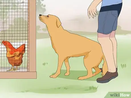Image titled Introduce a Dog to Pet Chickens Step 7