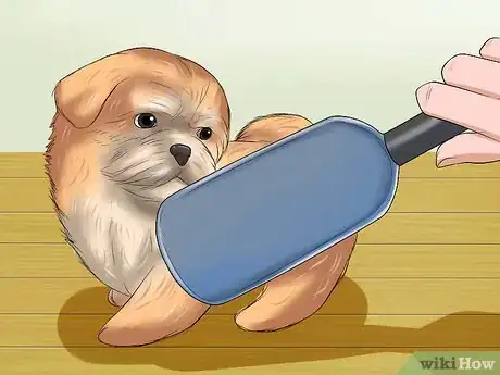 Image titled Bathe a Shih Tzu Puppy Step 6