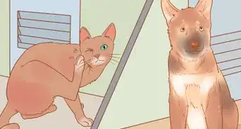 Keep a Pet When You Have Cats