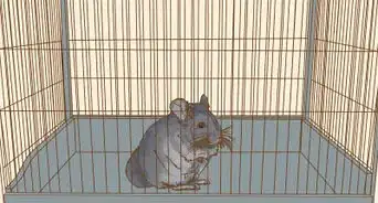 Clean a Chinchilla Cage