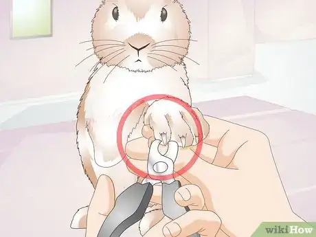 Image titled Care for Disabled Rabbits Step 14