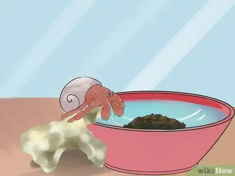 Image titled Breed Hermit Crabs Step 12