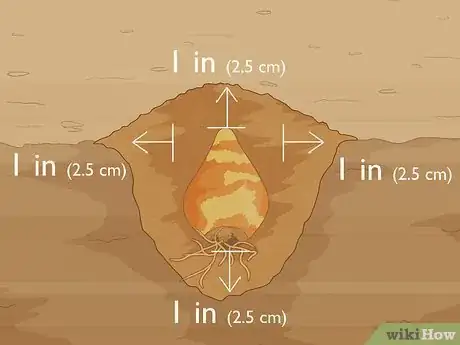 Image titled Plant Spider Lily Bulbs Step 8