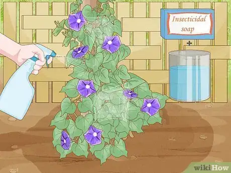 Image titled Make Morning Glories Bloom Step 6