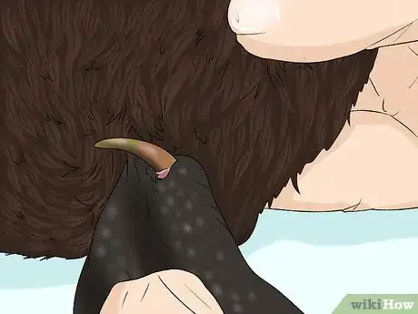 Image titled Identify a Platypus Step 11