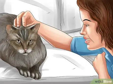 Image titled Handle Lung Fluke Infections in Cats Step 6