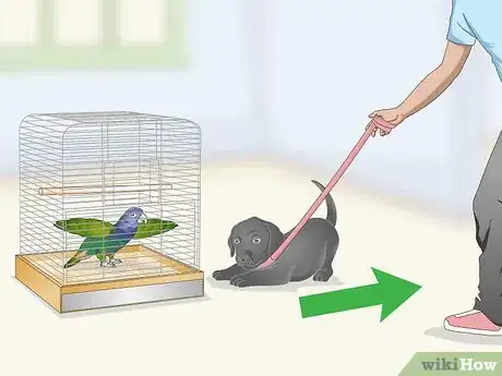 Image titled Bond with a Pionus Parrot Step 15