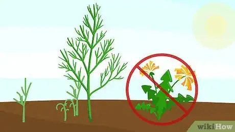 Image titled Grow Dill Step 13