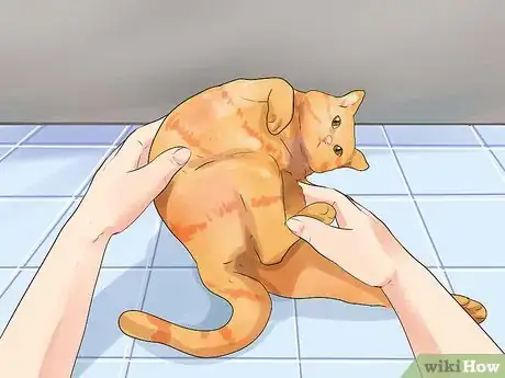 Image titled Prevent Cat Hairballs Step 1