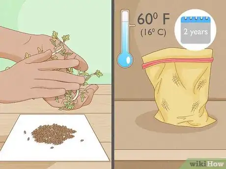 Image titled Grow Maca Step 19