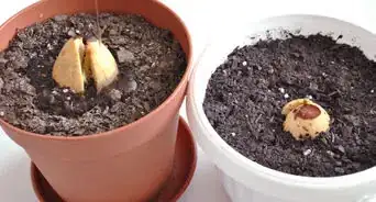 Grow Avocados as Houseplants