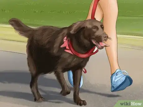 Image titled Buy a Chocolate Labrador Step 4
