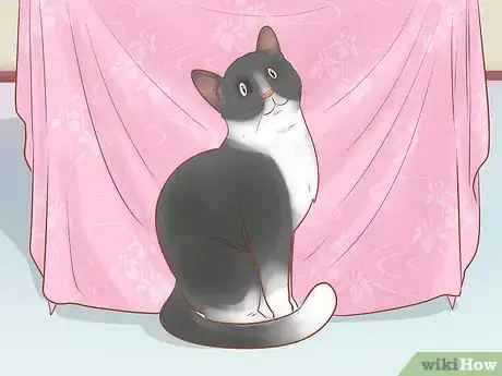 Image titled Take Action Photos of a Cat Step 4