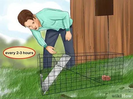 Image titled Catch Weasels Step 7