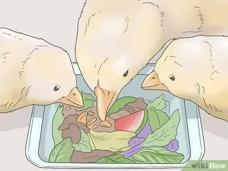Image titled Raise Meat Chickens Step 16