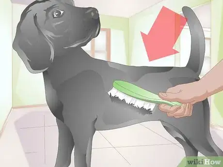 Image titled Brush Your Dog Without Tickling It Step 3