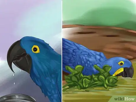 Image titled Care for a Hyacinth Macaw Step 11