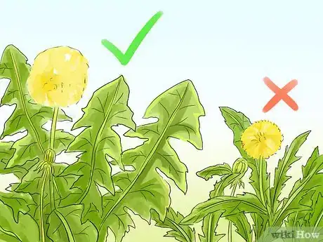 Image titled Harvest and Use Dandelion Roots Step 4