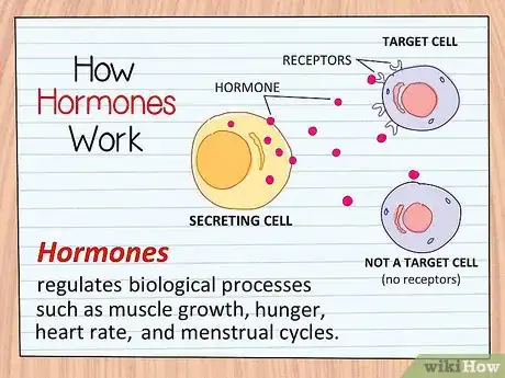Image titled Study the Functions of Protein Hormones in Humans Step 4