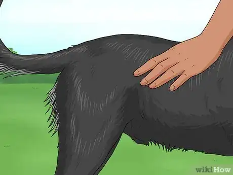 Image titled Identify a Smaland Hound Step 8