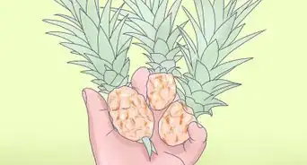 Grow Dwarf Pineapples