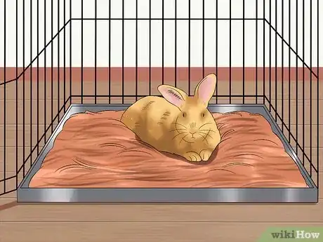 Image titled Care for Sussex Rabbits Step 3