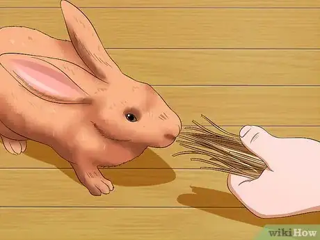 Image titled Care for Thrianta Rabbits Step 13