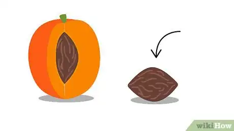 Image titled Grow Apricots Step 1