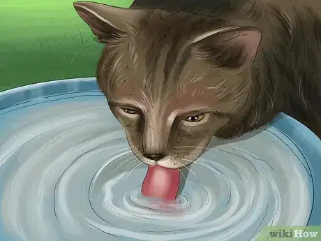Image titled Protect Your Cat in Summer Step 1