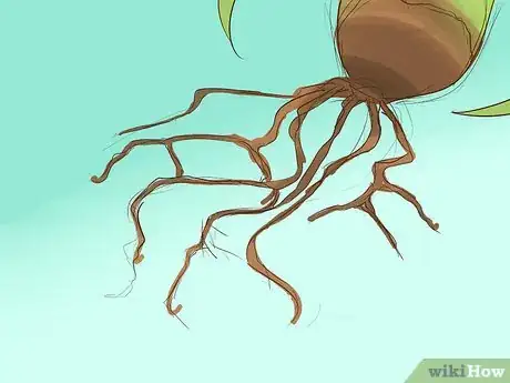 Image titled Care for Air Plants Step 10