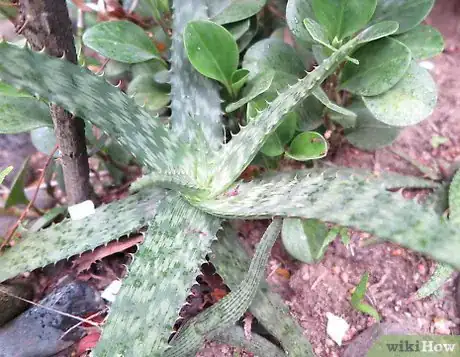 Image titled Manage Curly Hair Step 9