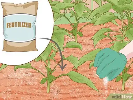 Image titled Grow Sweet Peppers Step 10