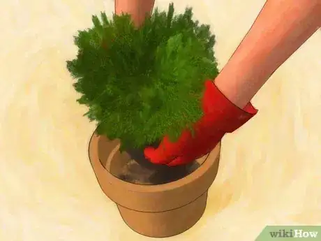 Image titled Plant Juniper Step 8