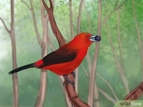 Image titled Identify a Scarlet Tanager Step 5