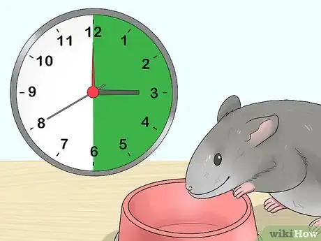 Image titled Train a Rat to Stand on Its Hind Legs Step 6