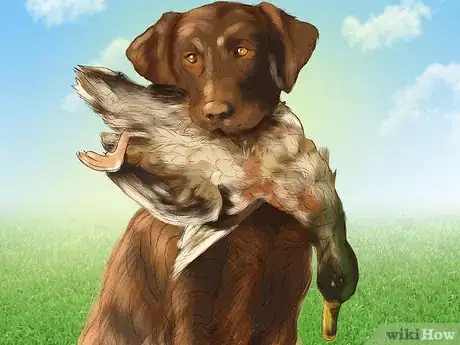 Image titled Buy a Chocolate Labrador Step 9