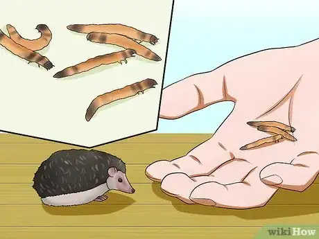 Image titled Help Your Hedgehog Get Used to Handling Step 7