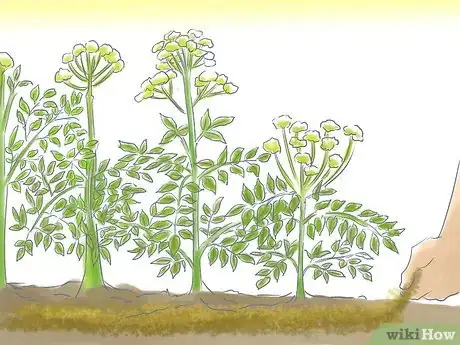 Image titled Grow Angelica Step 4