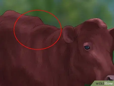 Image titled Judge Heifers Step 5