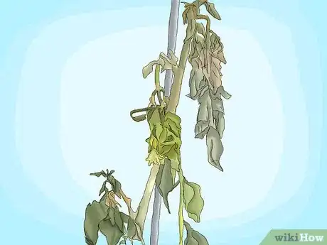 Image titled Cure Daffodil Bulbs for Replanting Step 1