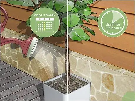 Image titled Care for a Fiddle Leaf Fig Step 5