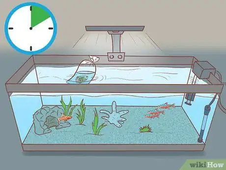 Image titled Find Compatible Tank Mates for Guppies Step 15