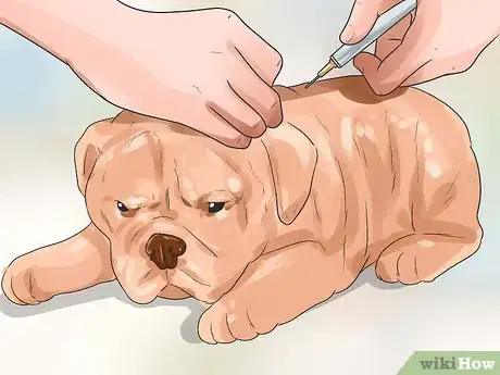 Image titled Care for a Dog with Brain Cancer Step 2