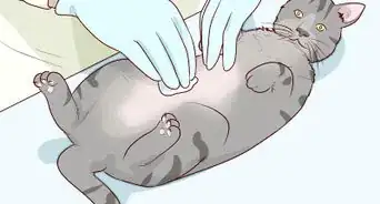 Diagnose and Treat Pyometra in Cats