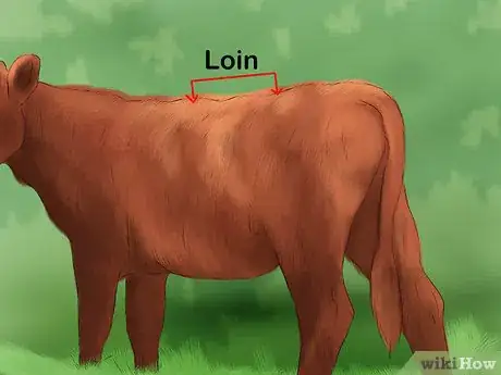 Image titled Judge Heifers Step 7